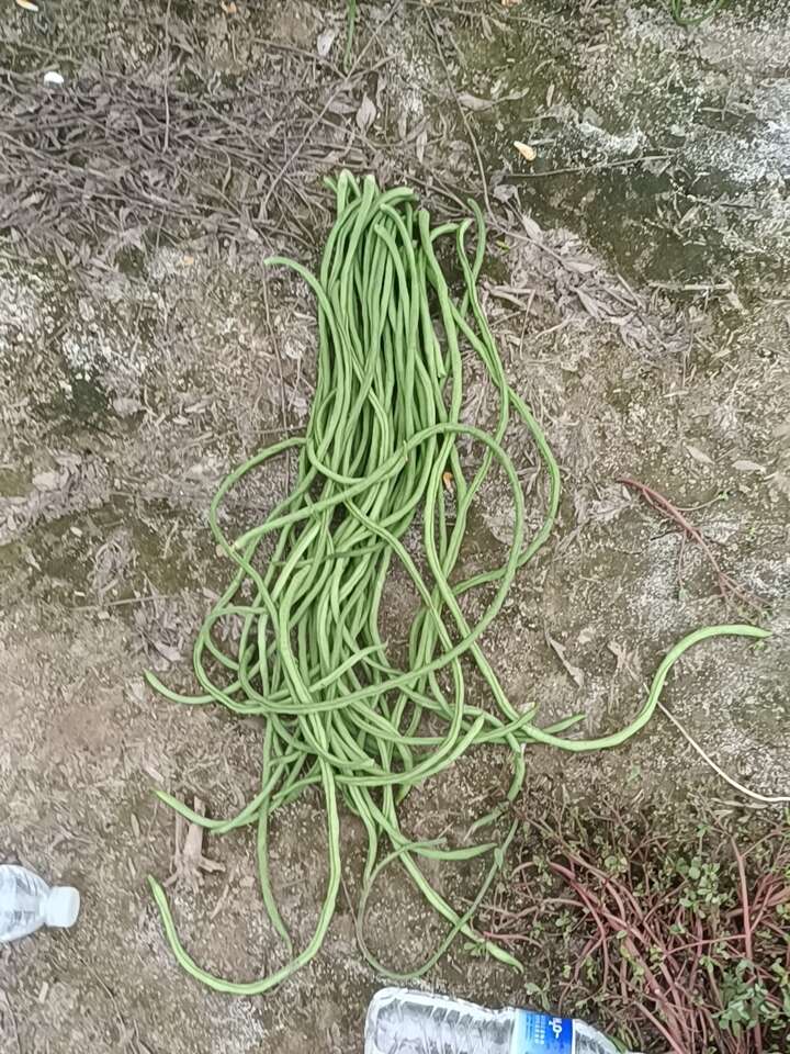 绿龙豆角