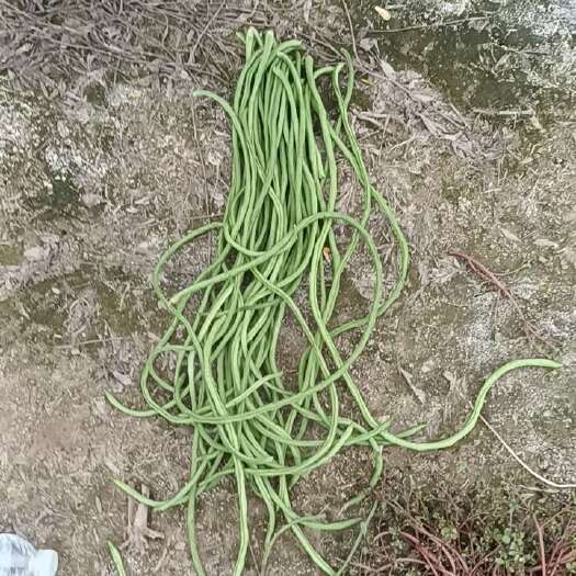 商丘绿龙豆角
