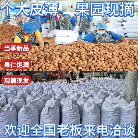 昆明云南薄皮大果核桃批发价格优惠欢迎咨询