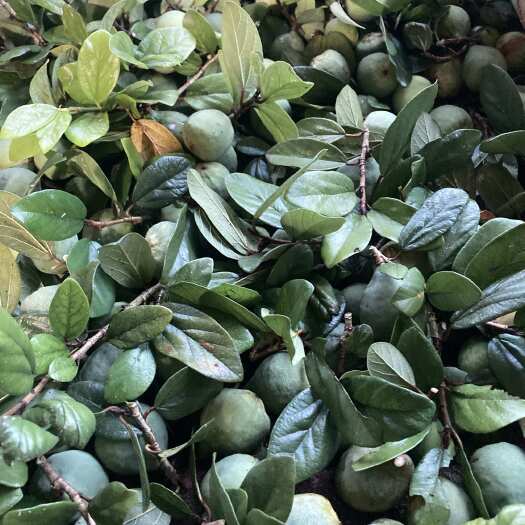 30元凉粉，凉粉果，天然凉粉，果冻