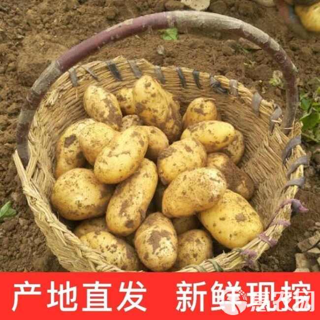 【土豆批发】新鲜土豆黄皮黄心沙面粉糯爆皮新土豆现挖马铃薯韶关