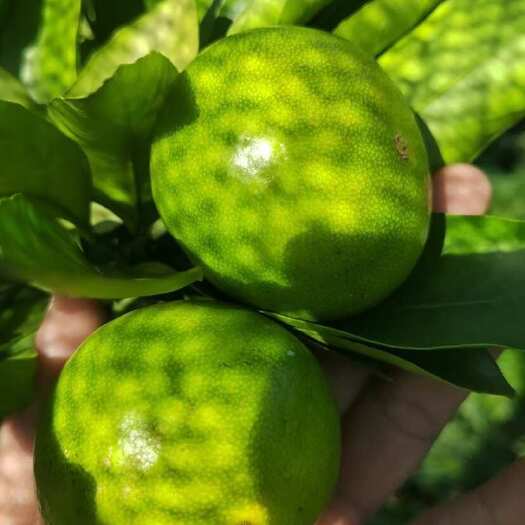 资阳普早蜜橘大量上市！口感，颜色，个头已经到位，欢迎前来看货订货