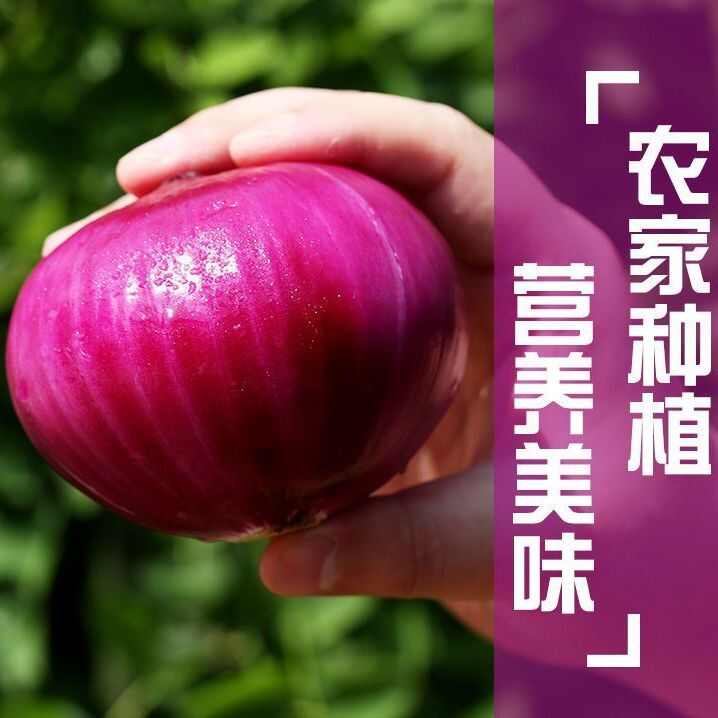 現(xiàn)挖洋蔥紫紅皮優(yōu)質應季蔬菜整箱批發(fā)生吃脆甜涼拌炒菜