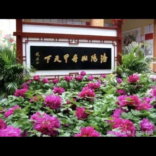 洛阳牡丹十亩，五年苗