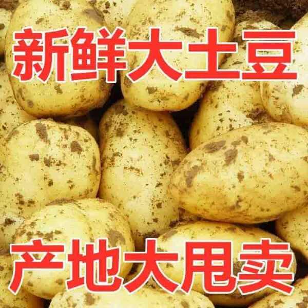 【土豆批发】新鲜土豆黄皮黄心沙面粉糯爆皮新土豆现挖马铃薯韶关