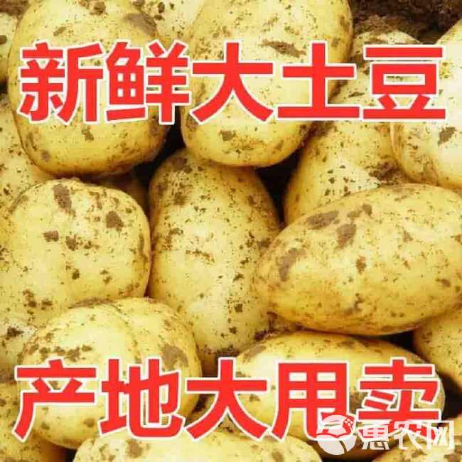 【土豆批发】新鲜土豆黄皮黄心沙面粉糯爆皮新土豆现挖马铃薯韶关