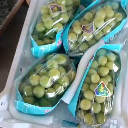 蒲城县陕西阳光玫瑰已大量成熟上市，品质好，口感甜有浓浓的玫瑰香。