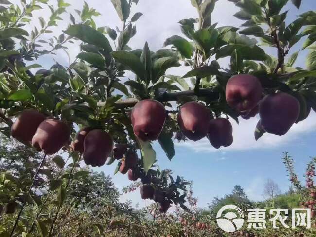 天水高山花牛苹果