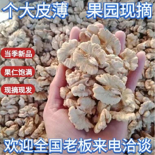 漾濞县云南核桃薄皮新货2024漾濞核桃仁一级尖白头路批发采购