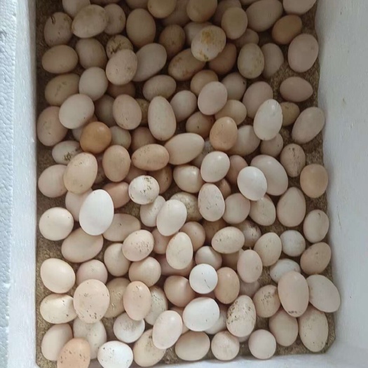 广州鸡蛋