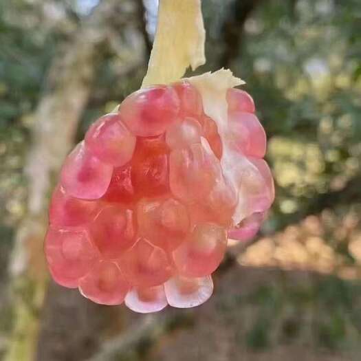 蒙自市【花皮果】云南蒙自硬籽甜石榴10斤新鲜现摘当季孕妇老树水果整