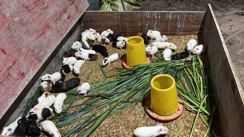 荷兰猪，实验鼠，豚鼠，养殖场直接供货，可谈