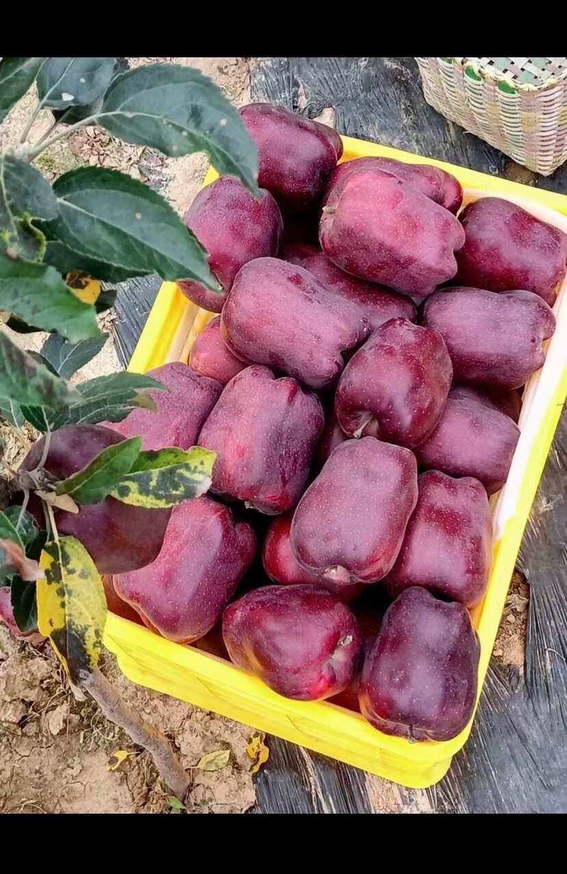 花牛苹果 大量上市 需要的老板联系我哦