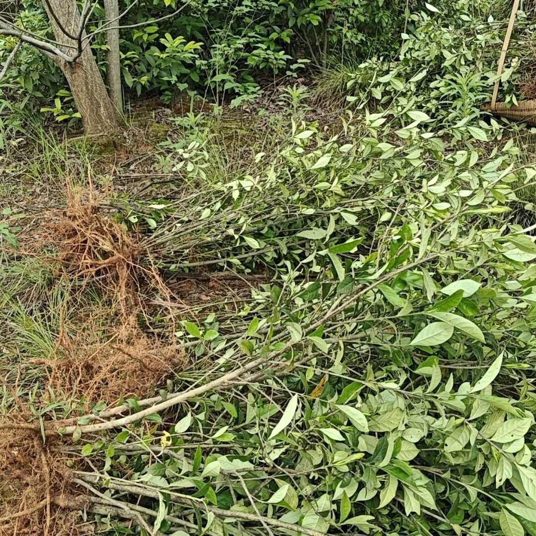 黄栀子高山挂果种苗