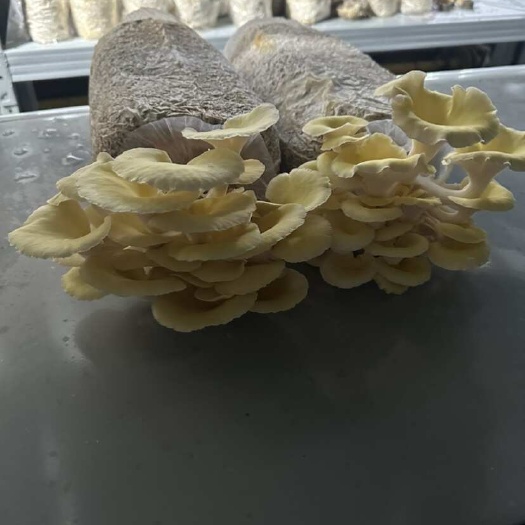 崇左好吃，鲜甜可口