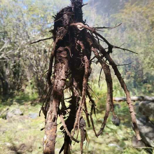 雅江县羌活