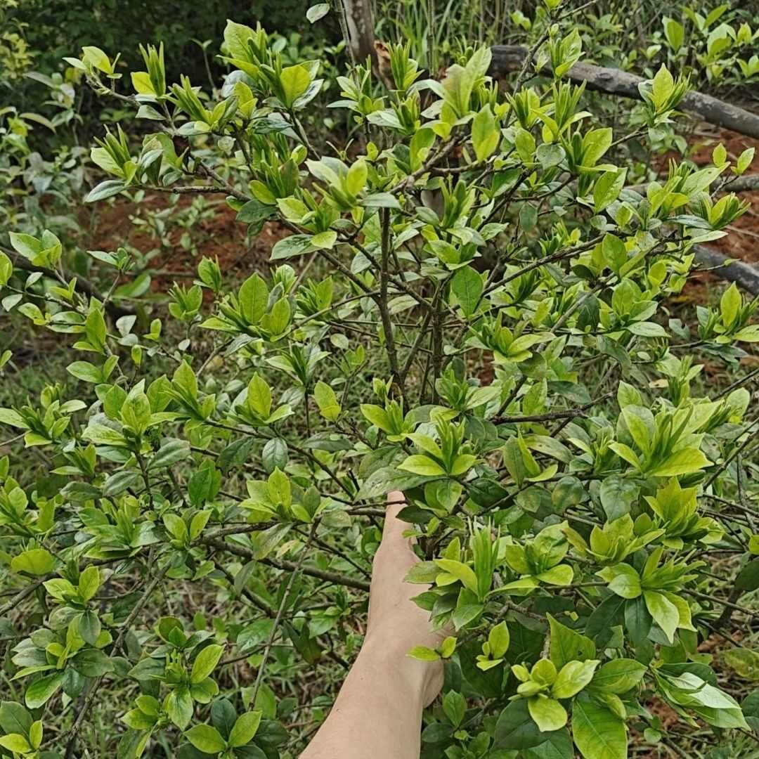 黄栀子高山挂果种苗