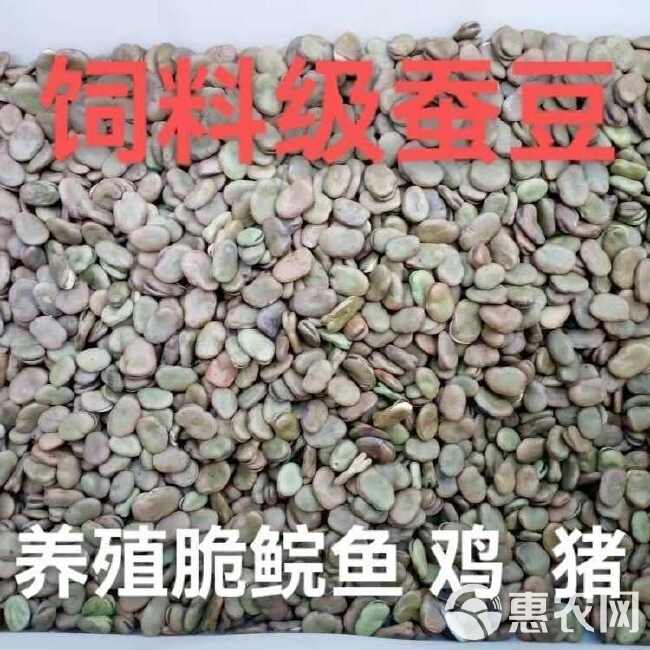 蚕豆饲料蚕豆 喂脆鲩鱼专用饲料 干胡豆 喂猪牛羊饲料 钓鱼蚕