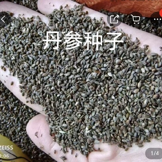 丹参种子