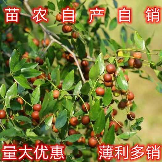 绛县药用酸枣苗山西晋酸三号双仁酸枣苗基地产地直销量大批发