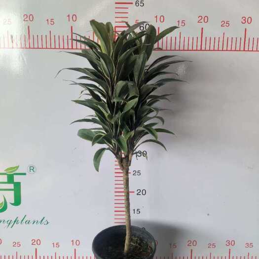 广州0.5加仑奶油巧克力朱蕉，价格8一盆 一件15盆