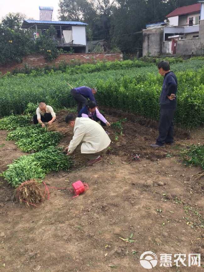 枳壳苗 药枳壳 药材种苗 产地直销【批发+零售】技术指导