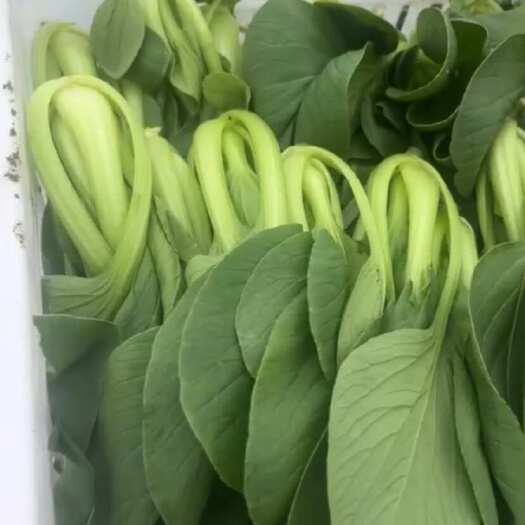 淮安上海青，中小颗