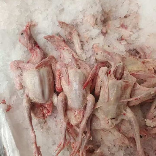 佛山乳鸽全清各种规格齐全！