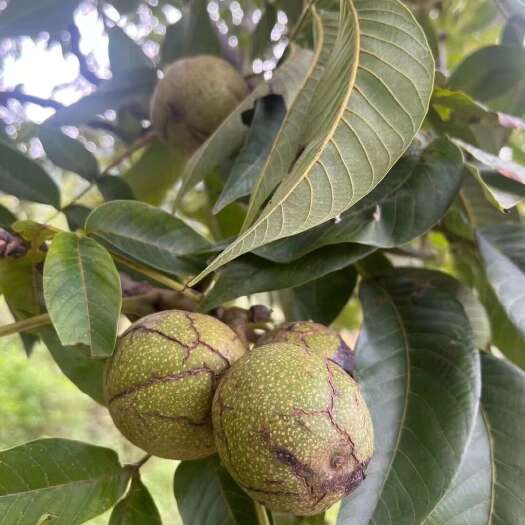 保山新鲜核桃