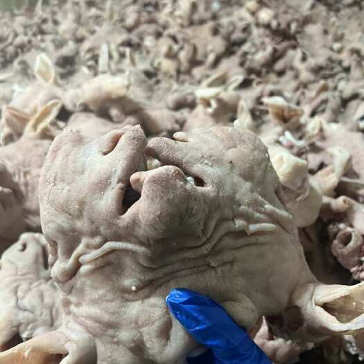 大厂县白水 熟羊头肉 不是水发的