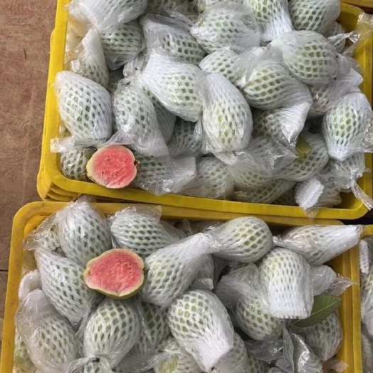 北流市红心番石榴（芭乐）
