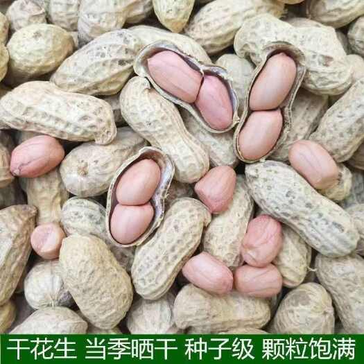 长沙【净重发货】当季晒干生花生带壳花生大颗粒白沙花生榨油花生种子