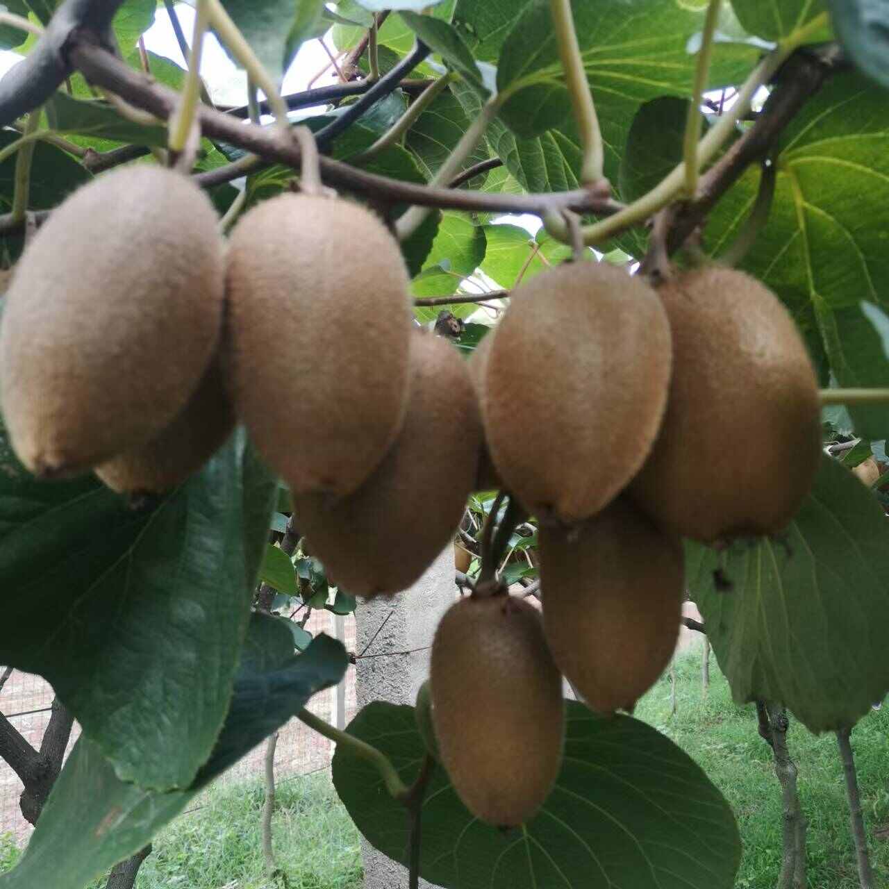 翠香猕猴桃周至猕猴桃中秋水果