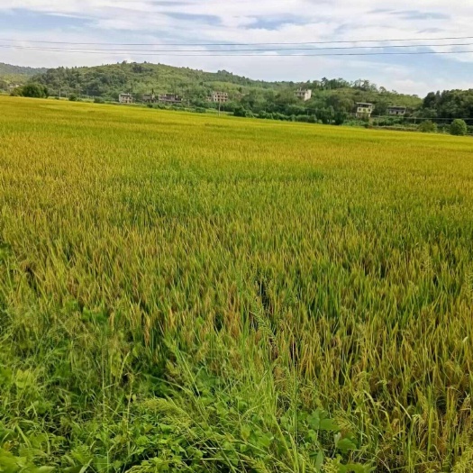 衡阳湖南衡阳地区  水稻田  旱地  山地村集体资源出租