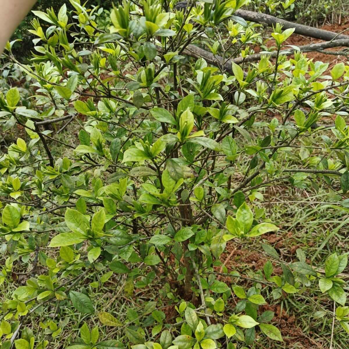 黄栀子高山挂果种苗