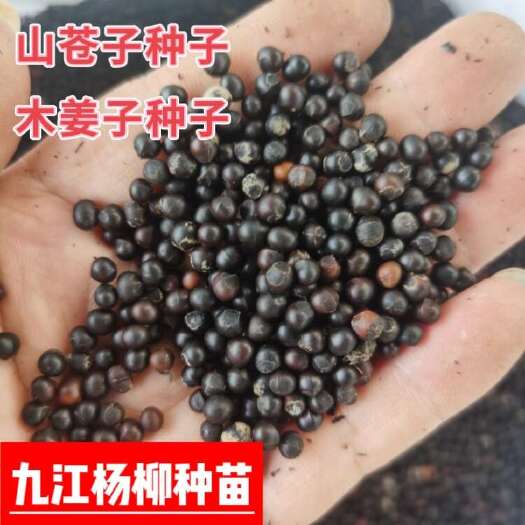 九江新采山苍子种子又名木姜子 山苍子种子产地供货价格 木姜子种子
