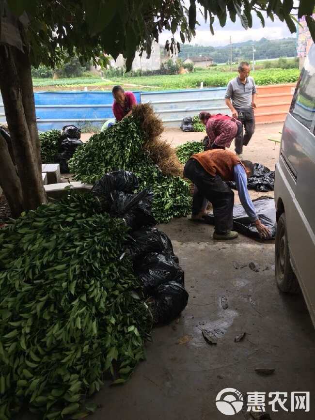 枳壳苗 药枳壳 药材种苗 产地直销【批发+零售】技术指导