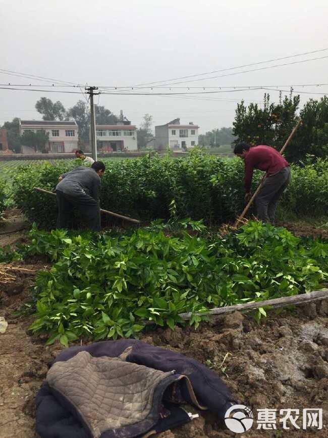 枳壳苗 药枳壳 药材种苗 产地直销【批发+零售】技术指导