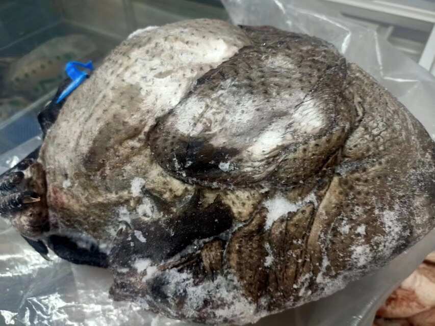 黑羽乌鸡