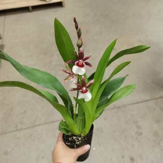 广州3寸慧心兰，45装单双混装
