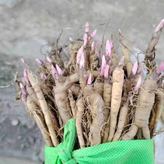 互助县赤勺种苗