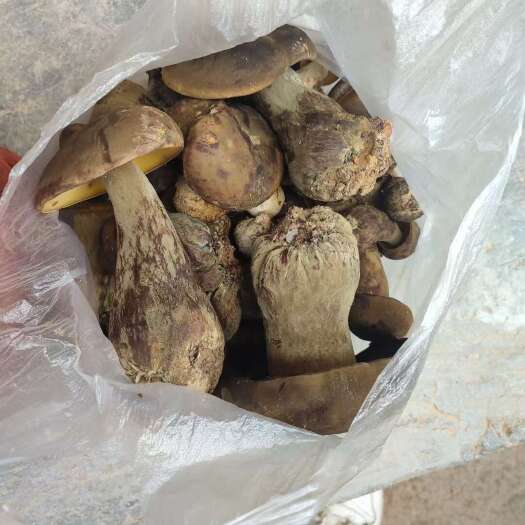 兴义市野生牛肝菌
