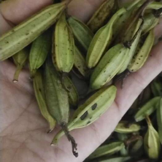 旬阳市白芨果夹 鲜货白芨果夹紫花三叉白芨鲜果夹
