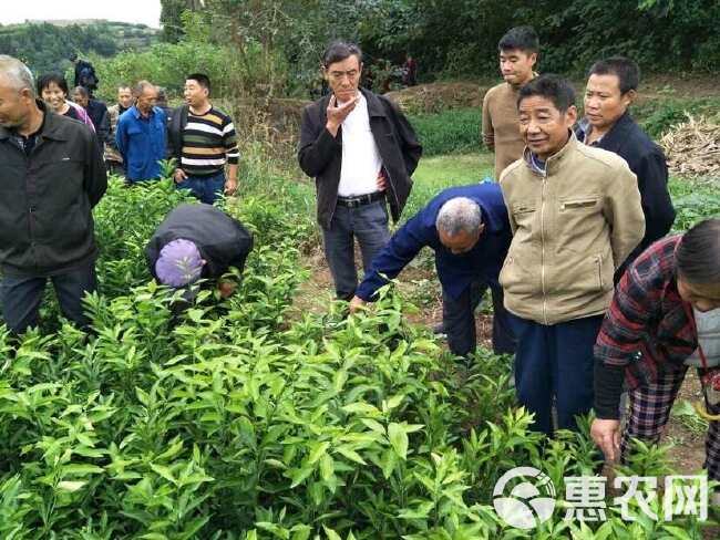 枳壳苗 药枳壳 药材种苗 产地直销【批发+零售】技术指导