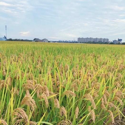 龙里县新鲜大米
