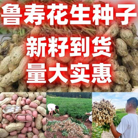 长沙鲁寿花生种子花生种子带壳花生简单易种花生米花生芽抗病抗虫粒大