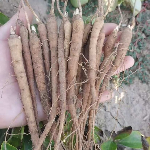 亳州赤芍苗芍药苗