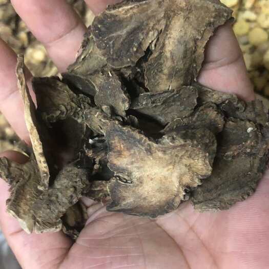成都四川紫菀包邮