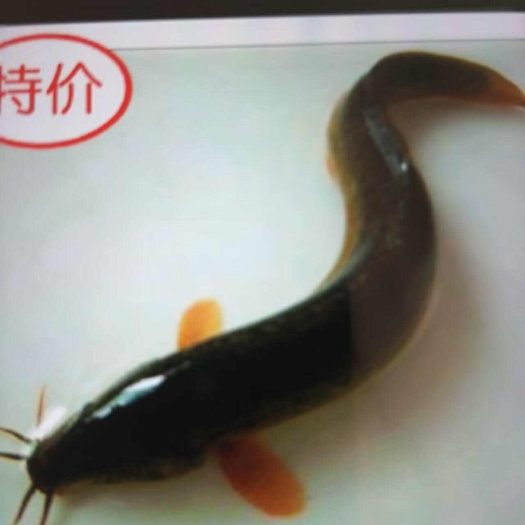 泥鳅苗  青鳅，台弯鳅，抗病力强，，技术及养殖资料全程跟踪