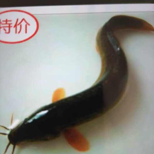 泥鳅苗 青鳅,台弯鳅,抗病力强,,技术及养殖资料全程跟踪